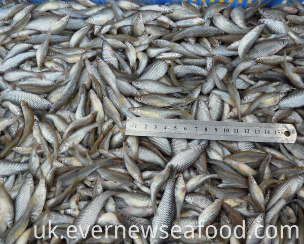 Смажена псевдорасбора парва